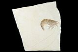 Large, Fossil Shrimp (Aeger) - Solnhofen Limestone #143792-1